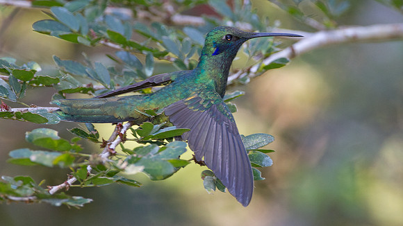 Sparkling Violetear (Colibri coruscans)
