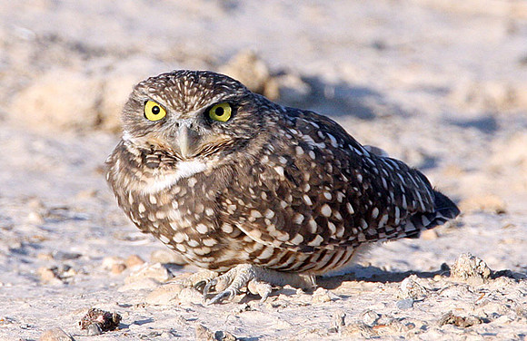 Burrowing Owl (Athene cunicularia)