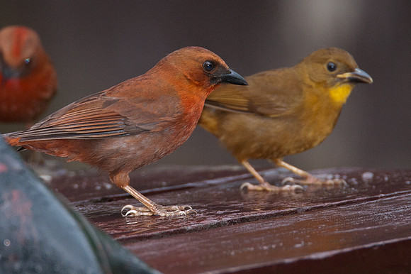 Red-throated Ant-tanager (Habia fuscicauda)