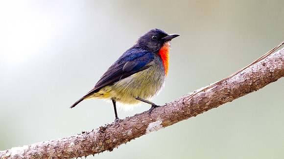 Bornean Flowerpecker (Dicaeum monticolum)