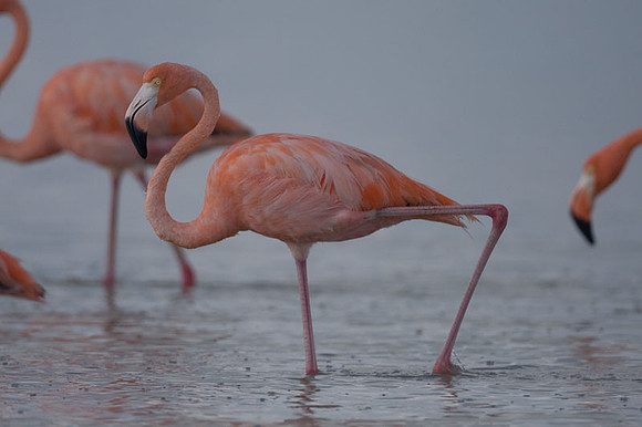 American Flamingo (Phoenicopterus ruber)