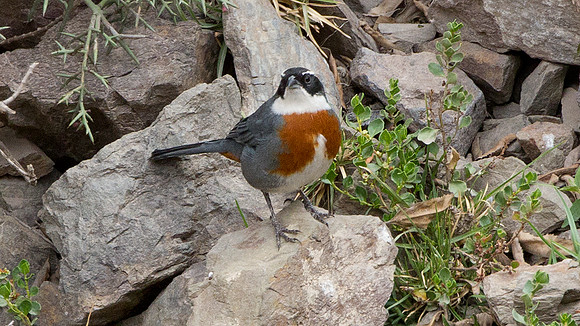 Chestnut-breasted Mountain-finch (Poospiza caesar)
