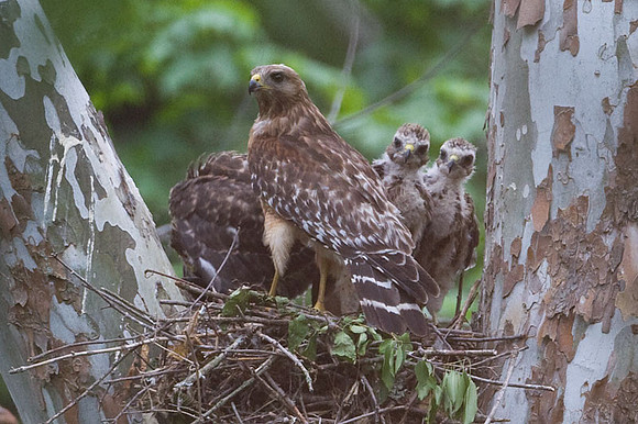 Red-shouldered Hawk (Buteo lineatus) adult and juvenile