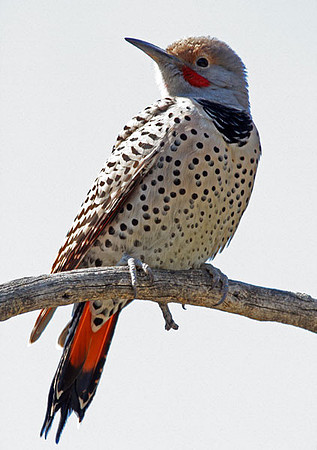 Northern Flicker (Red-shafted) (Colaptes auratus)