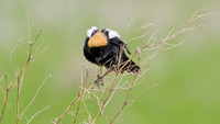 Bobolink (Dolichonyx oryzivorus)