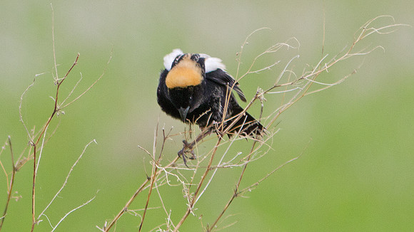 Bobolink (Dolichonyx oryzivorus)