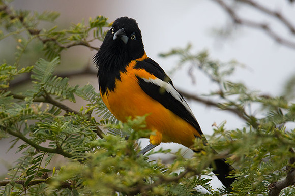Venezuelan Troupial (Icteris icteris)