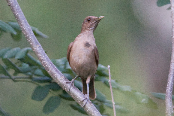 Clay-colored Thrush (Turdus grayi)