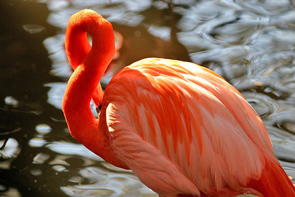 American Flamingo (Phoenicopterus ruber)
