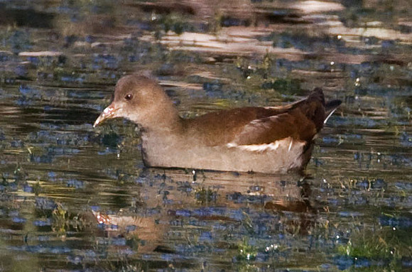 Common Moorhen (Gallinula chloropus) juvenile; also known as Common Gallinule