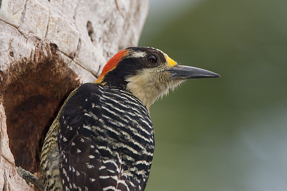 Black-cheeked Woodpecker (Melanerpes pucherani) female