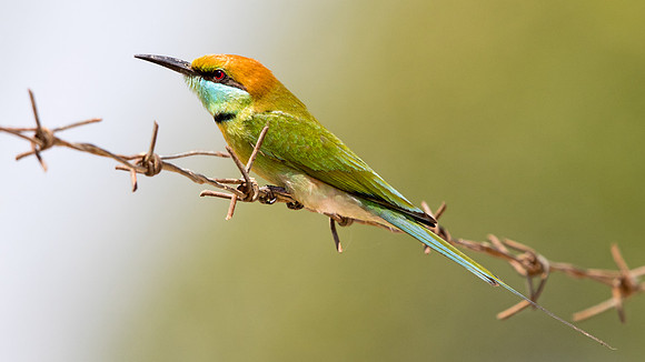 Green bee-eater (Merops orientalis)