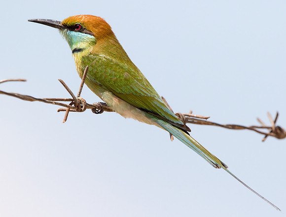 Green bee-eater (Merops orientalis)
