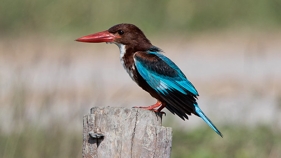 White-throated kingfisher (Halcyon smyrnensis)