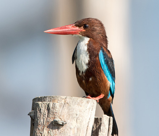 White-throated kingfisher (Halcyon smyrnensis)
