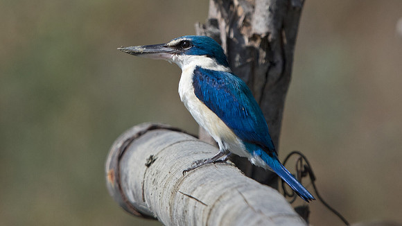 Collared kingfisher (Todiramphus chloris) Male