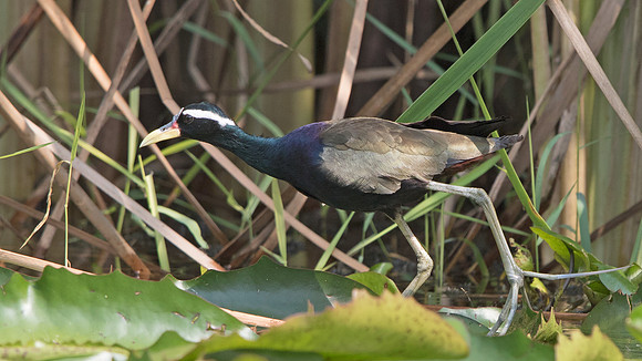 Bronze-winged jacana (Metopidius indicus)
