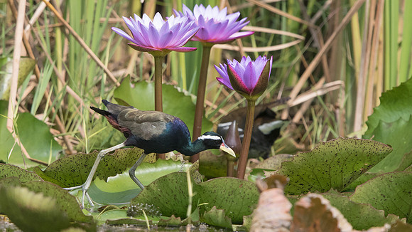 Bronze-winged jacana (Metopidius indicus)