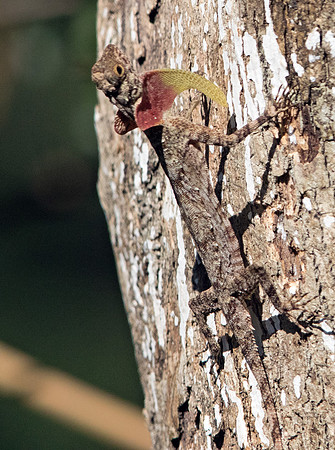 Spotted flying dragon (Draco maculatus) Male