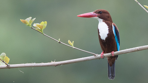 White-throated kingfisher (Halcyon smyrnensis)