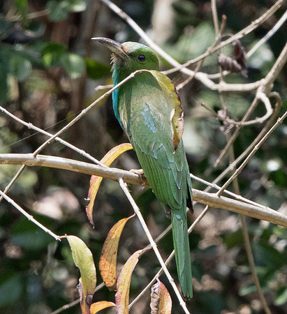 Blue-bearded bee-eater (Nyctyornis athertoni)