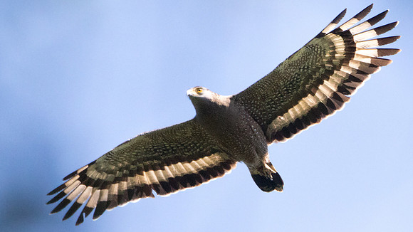 Crested serpent eagle (Spilornis cheela)