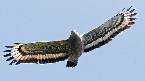 Crested serpent eagle (Spilornis cheela)