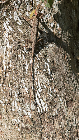 Spotted flying dragon (Draco maculatus) Male