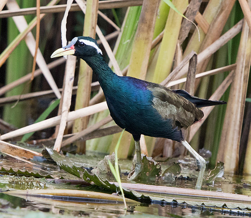 Bronze-winged jacana (Metopidius indicus)