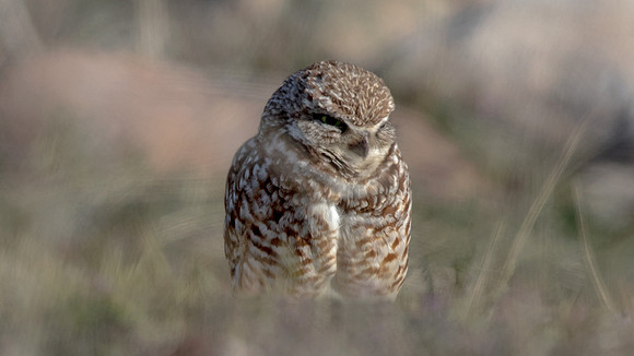 Burrowing owl (Athene cunicularia)