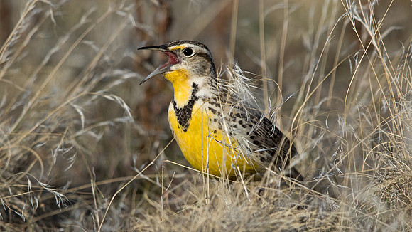 Western meadowlark (Sturnella neglecta)
