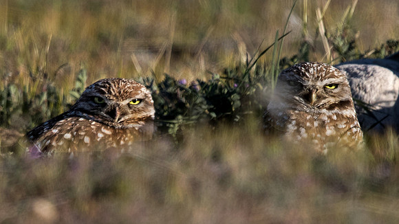 Burrowing owl (Athene cunicularia)