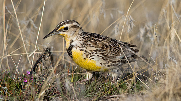 Western meadowlark (Sturnella neglecta)
