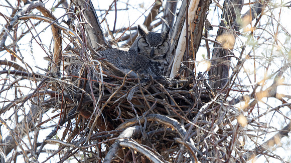 Great horned owl (Bubo virginianus)