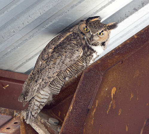 Great horned owl (Bubo virginianus)