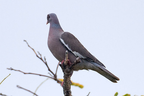 Bare-eyed Pigeon (Patagioenas corensis)