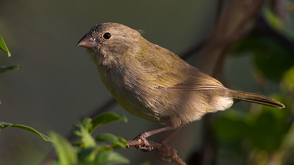 Black-faced Grassquit (Tiaris bicolor)