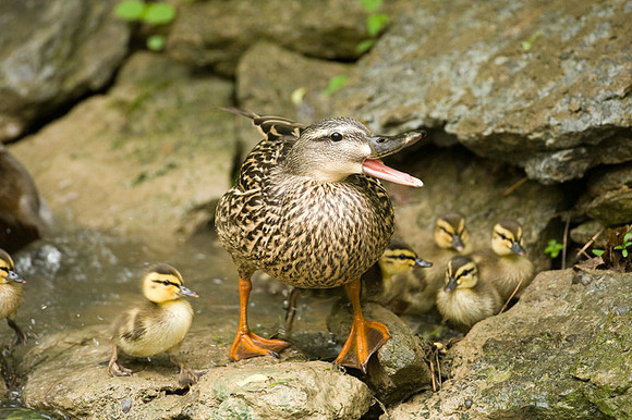 Mallard (Anas platyrhynchos) juvenile and adult