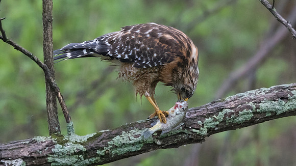 Red-shouldered hawk (Buteo lineatus)