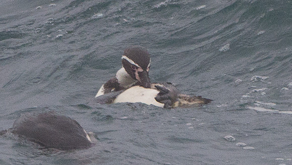 Humboldt Penguin (Spheniscus humboldti)