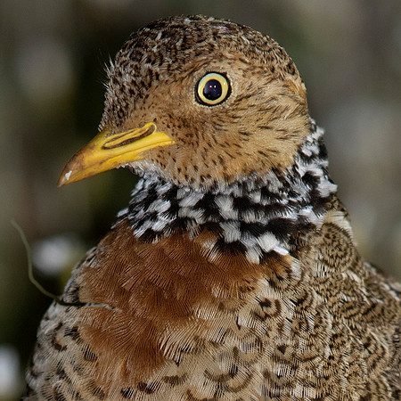 Plains-wanderer (Pedionomus torquatus) female