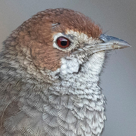 Rufous bristlebird (Dasyornis broadbenti)