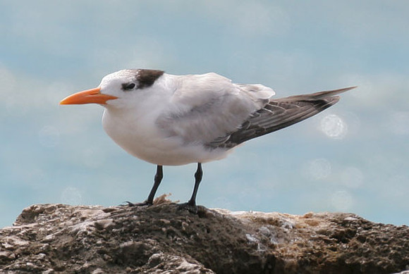 Royal Tern (Thalasseus maximus)