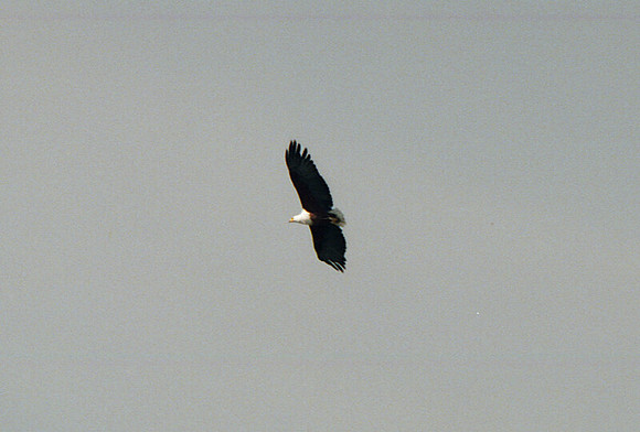 African Fish Eagle (Haliaeetus vocifer)