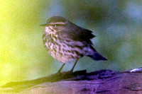 Northern Waterthrush (Parkesia noveboracensis)