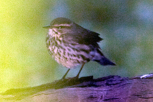 Northern Waterthrush (Parkesia noveboracensis)