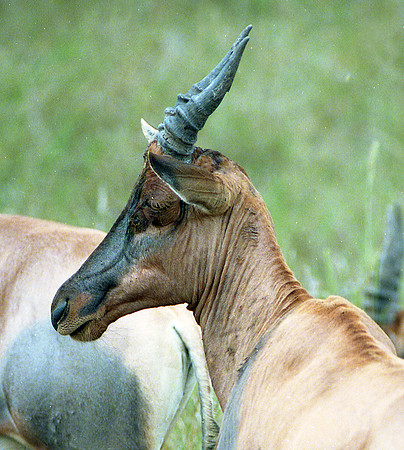 1988 Africa xx img272