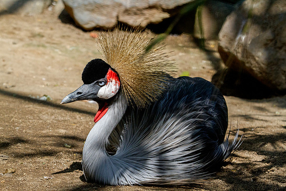 Grey crowned crane (Balearica regulorum)