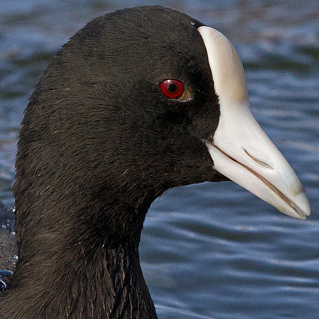 Hawaiian Coot (Fulica alai)