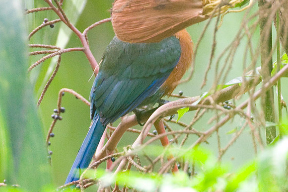 Rufous Motmot (Baryphthengus martii)